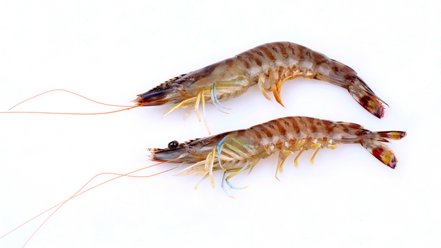 Illustration for article titled 10 Krill That Daddy
Likey